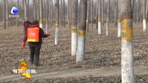 永清縣林業(yè)局人工噴灑藥劑防治春尺蠖