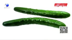 頂花帶刺黃瓜涂過避孕藥？專家；不可信