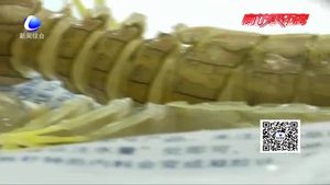 皮皮蝦被注膠？專家實(shí)驗(yàn)辟謠