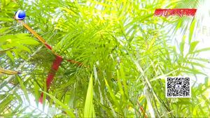 農(nóng)博士 話農(nóng)事——夏威夷椰子養(yǎng)護注意事項