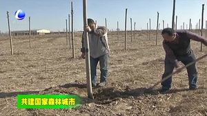 大城縣旺村鎮(zhèn)全面開展春季植樹造林工作