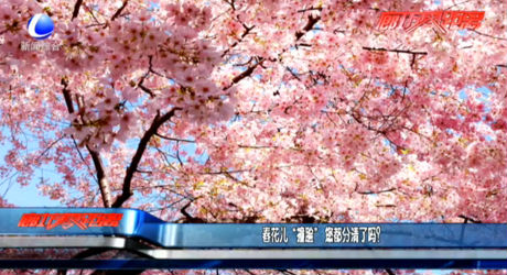 春花兒“撞臉” 您都分清了嗎？
