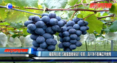 葡萄有白斑 可能里面都是蟲？專家：洗干凈不影響正常食用