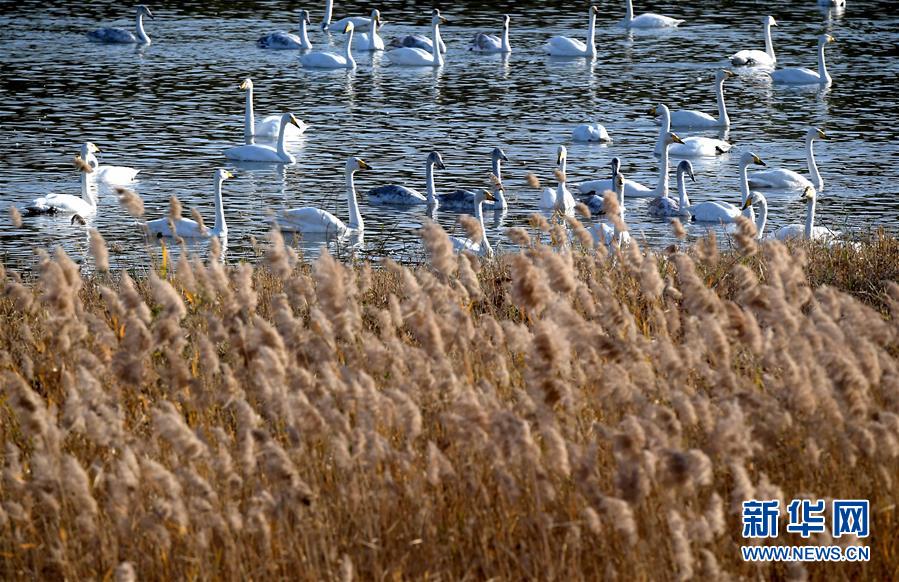 (圖文互動(dòng))(2)野生動(dòng)物用“腳”為河南生態(tài)治理點(diǎn)贊