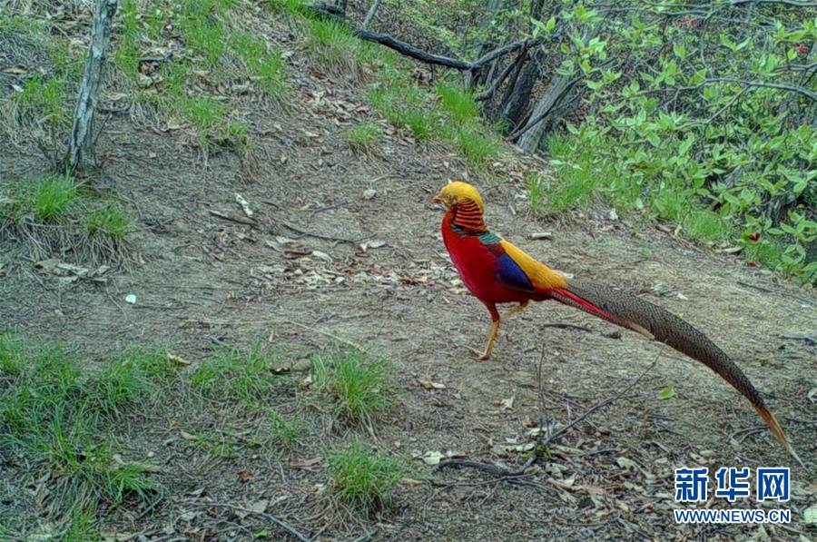 (圖文互動(dòng))(6)野生動(dòng)物用“腳”為河南生態(tài)治理點(diǎn)贊