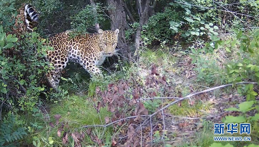 (圖文互動(dòng))(7)野生動(dòng)物用“腳”為河南生態(tài)治理點(diǎn)贊