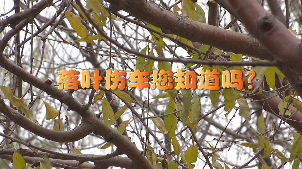 落葉傷車您知道嗎？