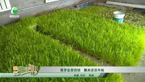 黃芽韭菜俏銷 飄來濃濃年味