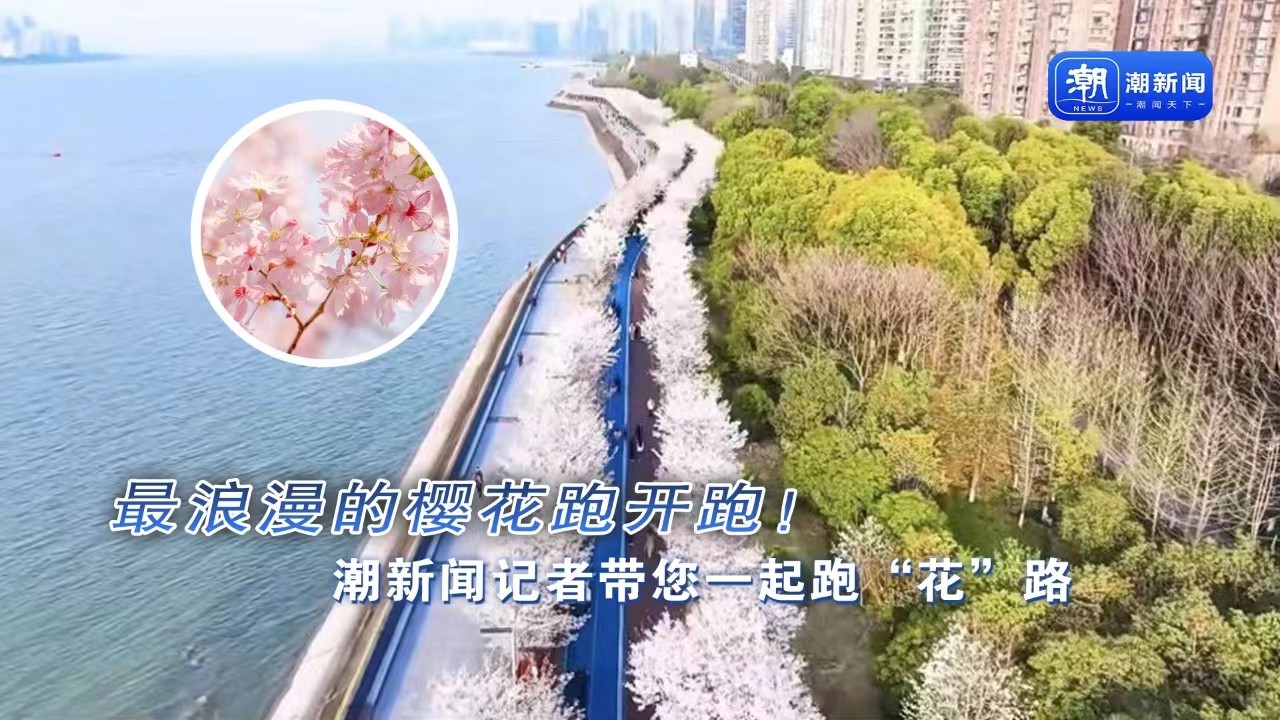 最浪漫的櫻花跑開跑！潮新聞記者帶您一起跑“花”路