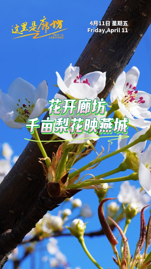 【這里是廊坊】花開廊坊 千畝梨花映燕城