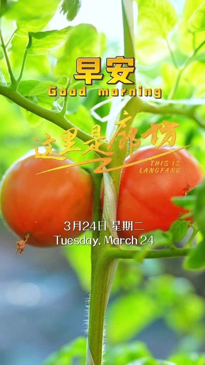 【這里是廊坊】一株株新綠，承載著豐收的希望。當(dāng)枝頭悄然掛上第一抹紅，那是生命對(duì)汗水的回應(yīng)。